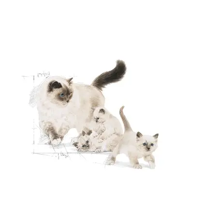 Royal Canin Mother and Babycat Dry Food - (400g / 2 kg / 4 kg)