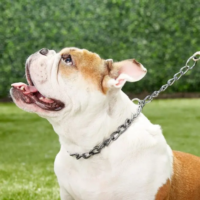 Chain Training Dog Collar Cartera
